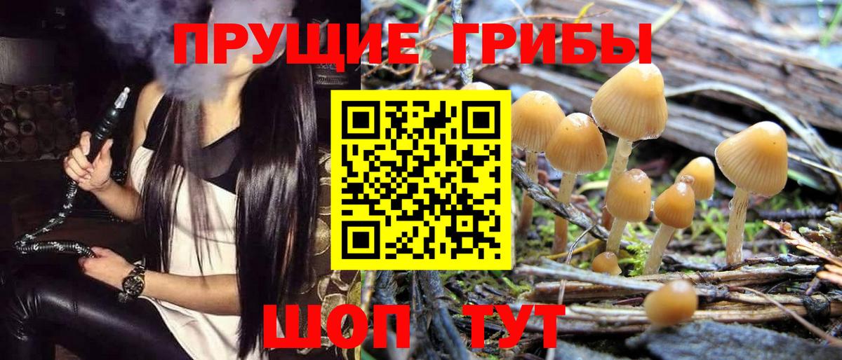 Псилоцибиновые грибы GOLDEN TEACHER  Псилоцибиновые грибы MAGIC MUSHROOMS  Вход с VPN  как найти закладки  Россошь 